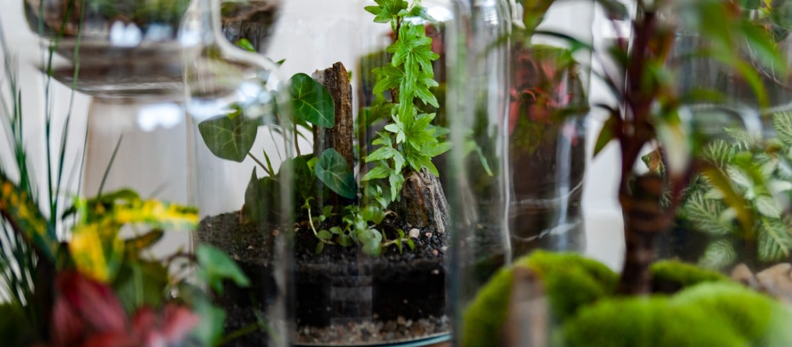 plantes pour terrariums